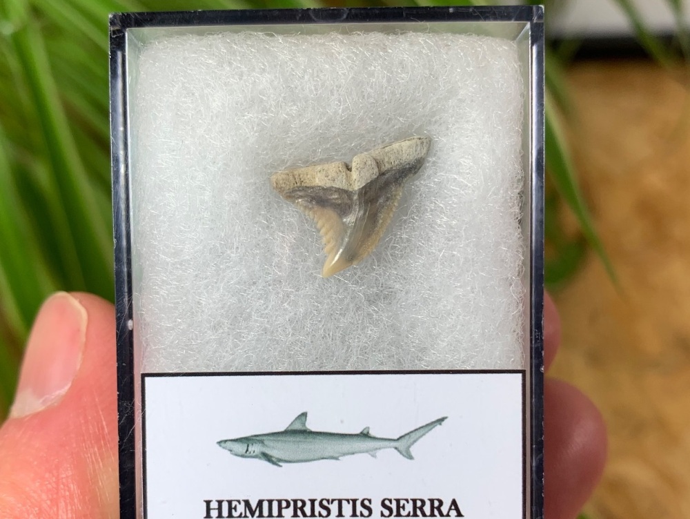 Hemipristis serra Shark Tooth, North Carolina #14