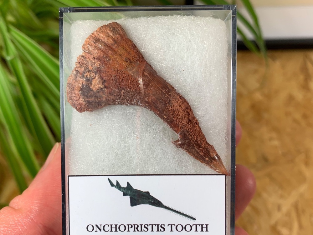 Onchopristis Fish Tooth (Kem Kem, Morocco) #01
