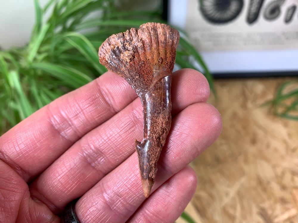 Onchopristis Fish Tooth (Kem Kem, Morocco) #01