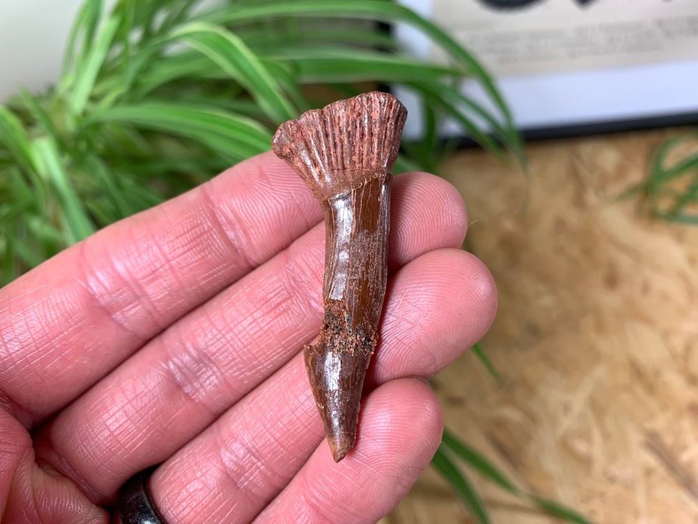 Onchopristis Fish Tooth (Kem Kem, Morocco) #02