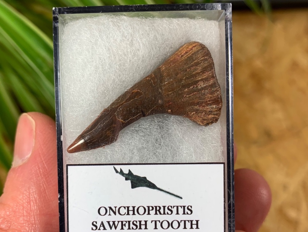 Onchopristis Fish Tooth (Kem Kem, Morocco) #03