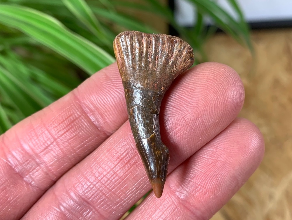 Onchopristis Fish Tooth (Kem Kem, Morocco) #03