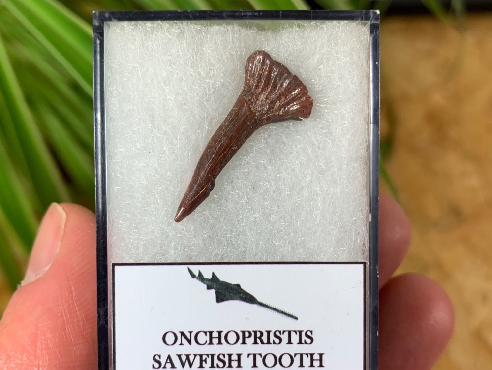 Onchopristis Fish Tooth (Kem Kem, Morocco) #04