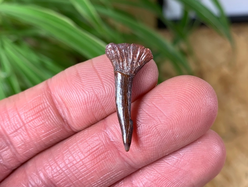 Onchopristis Fish Tooth (Kem Kem, Morocco) #04