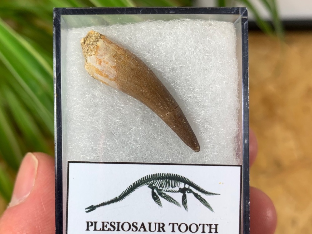Plesiosaur Tooth (1.28 inch) #01