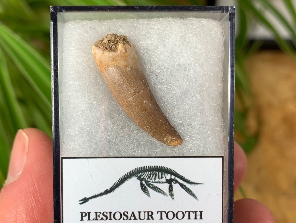 Plesiosaur Tooth (1.13 inch) #02