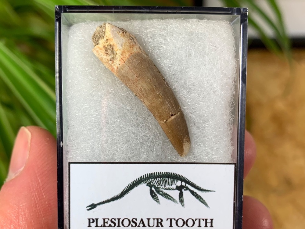 Plesiosaur Tooth (1.25 inch) #03