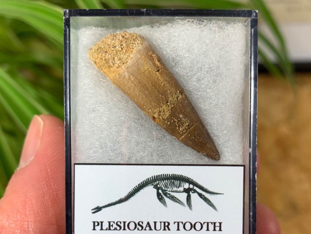 Plesiosaur Tooth (1.5 inch) #04