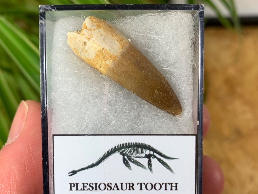 Plesiosaur Tooth (1.38 inch) #05