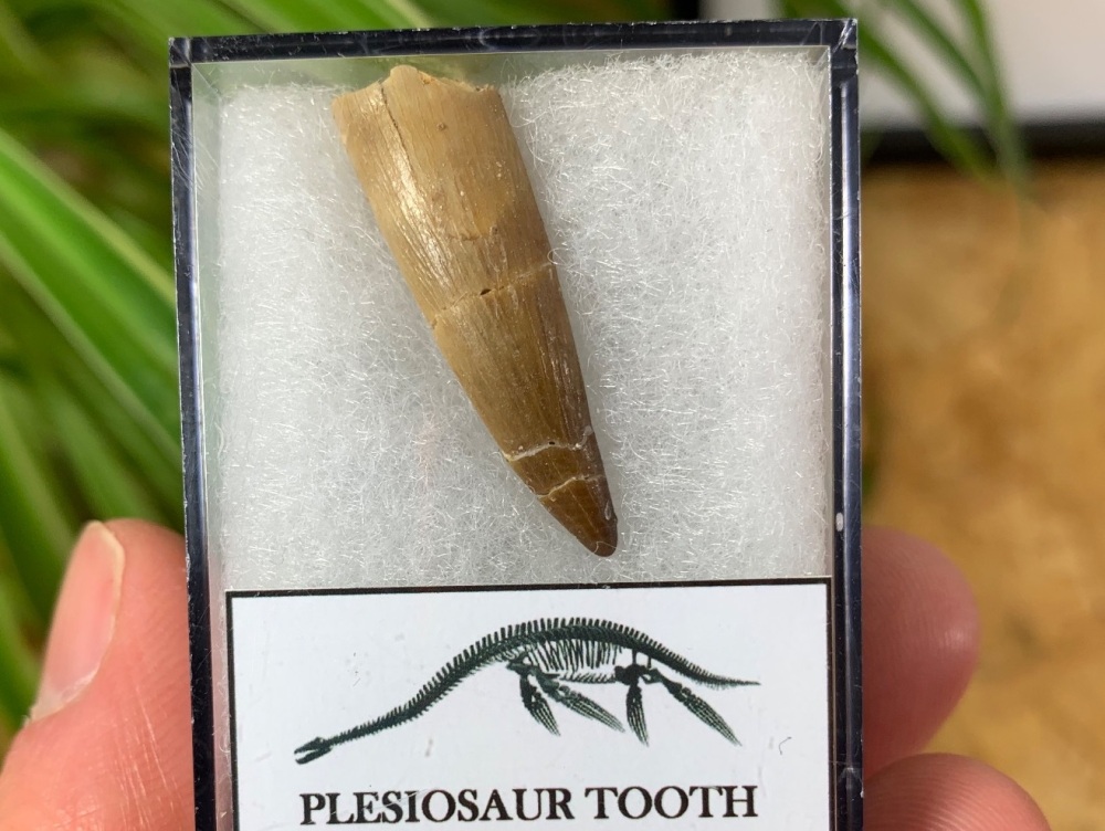 Plesiosaur Tooth (1.22 inch) #06