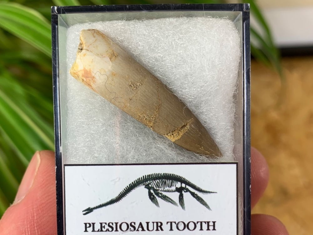 Plesiosaur Tooth (1.5 inch) #07