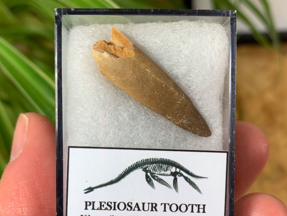 Plesiosaur Tooth (1.25 inch) #08