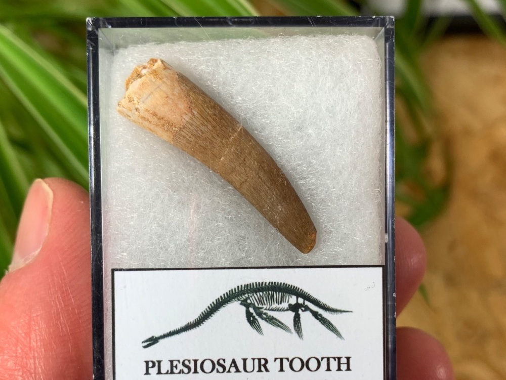 Plesiosaur Tooth (1.28 inch) #09