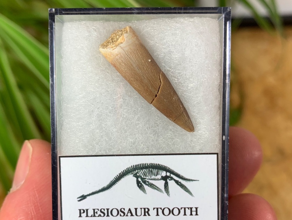 Plesiosaur Tooth (1.13 inch) #10