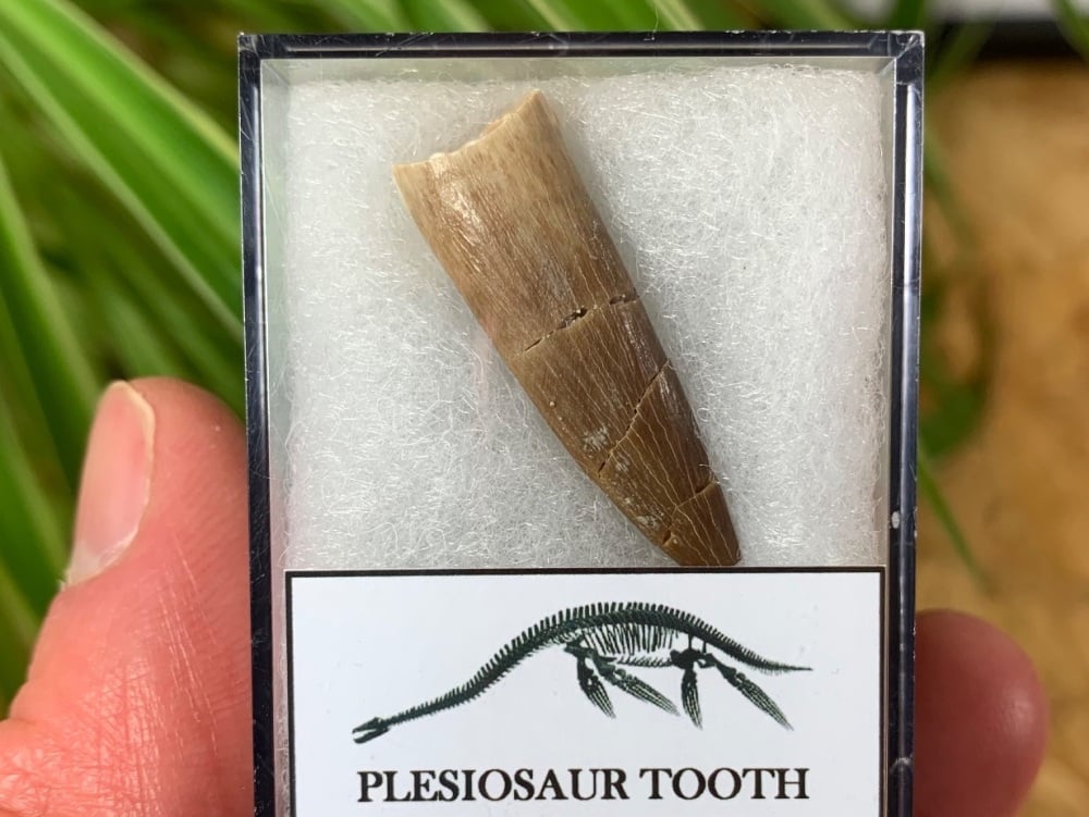 Plesiosaur Tooth (1.19 inch) #11