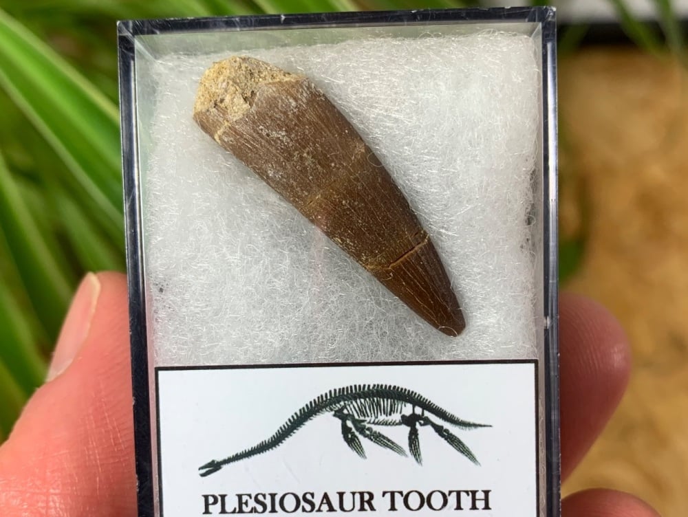 Plesiosaur Tooth (1.28 inch) #12