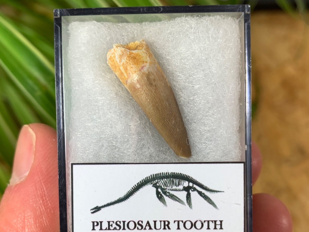 Plesiosaur Tooth (1.06 inch) #13