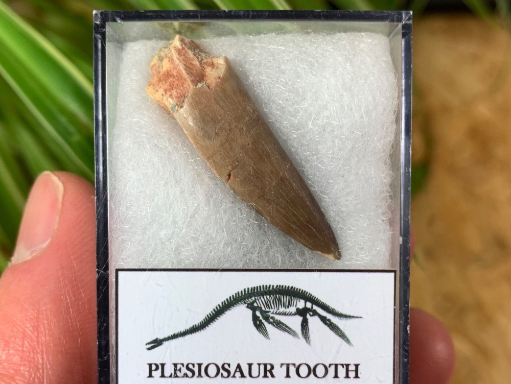 Plesiosaur Tooth (1.38 inch) #14