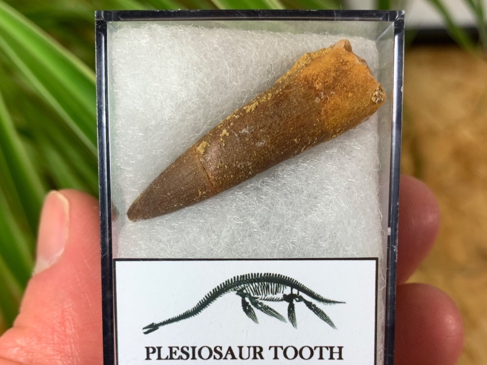 Plesiosaur Tooth (1.5 inch) #15