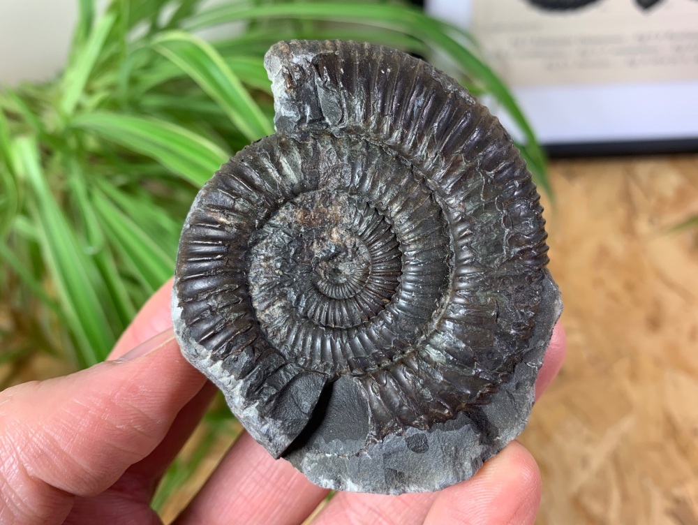 Dactylioceras commune Ammonite - 6cm #01