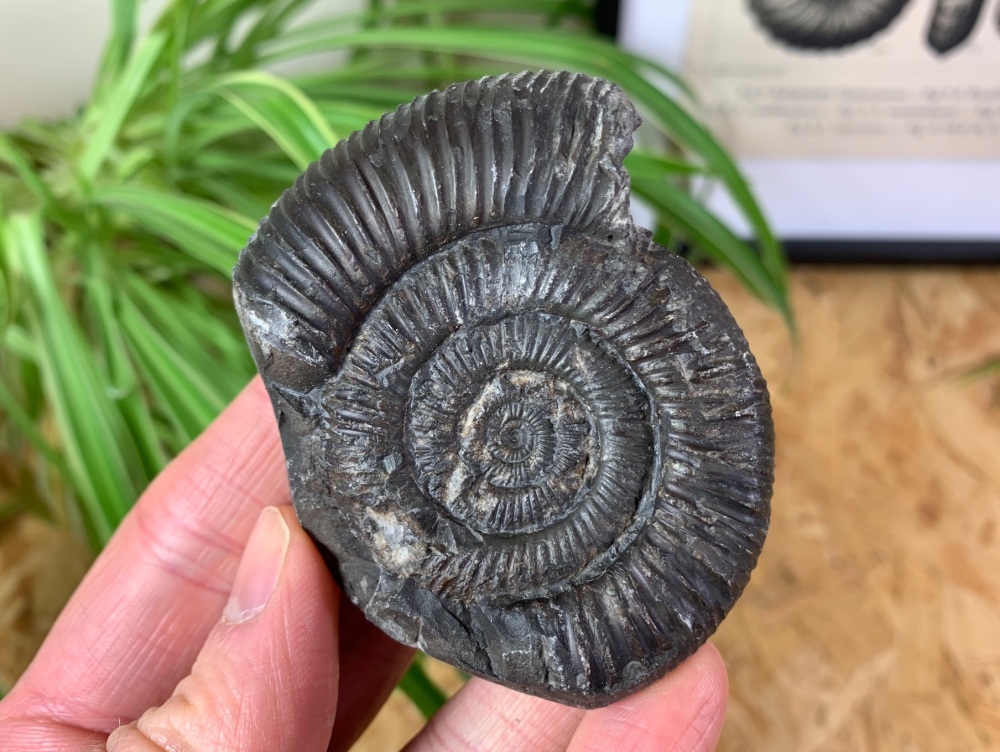 Dactylioceras commune Ammonite - 6.8cm #03