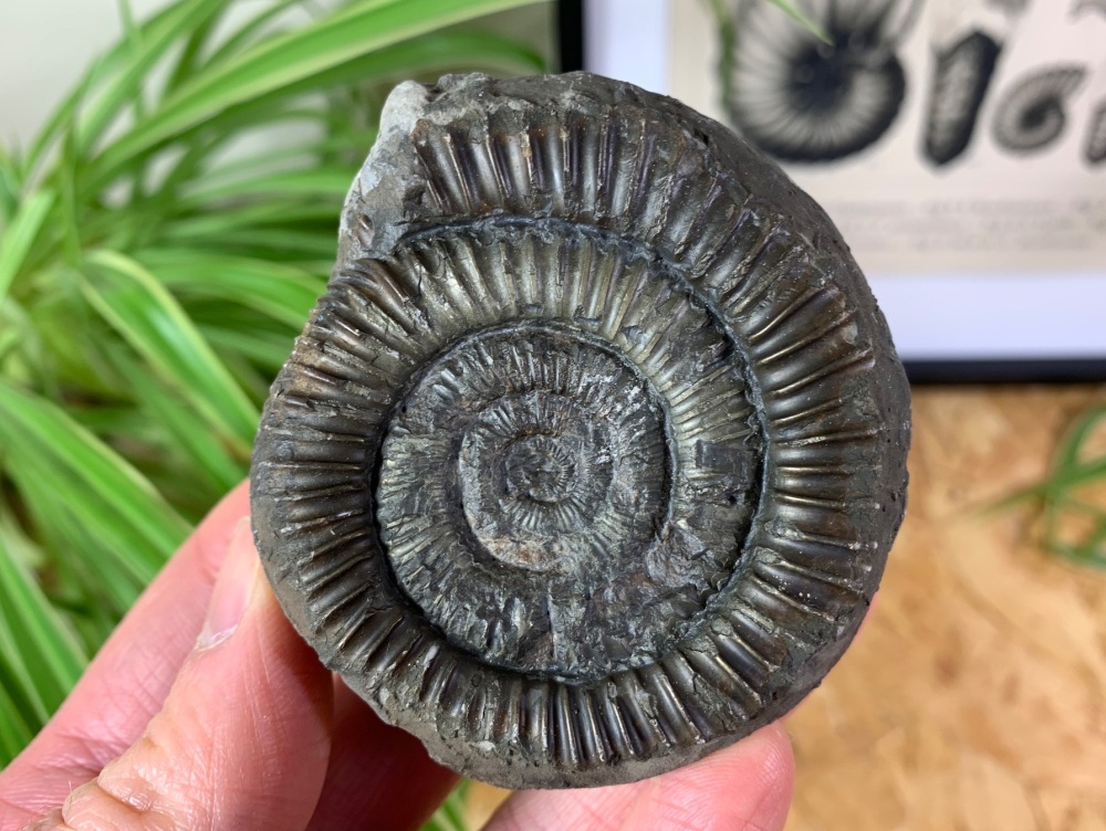 Dactylioceras commune Ammonite - 6.9cm #04