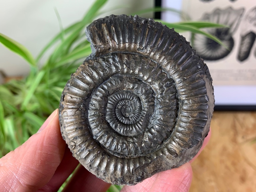 Dactylioceras commune Ammonite - 6.9cm #06