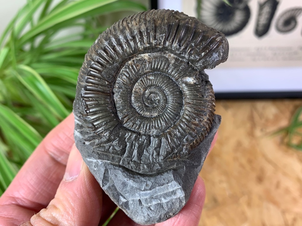 Dactylioceras commune Ammonite - 5.5cm #07
