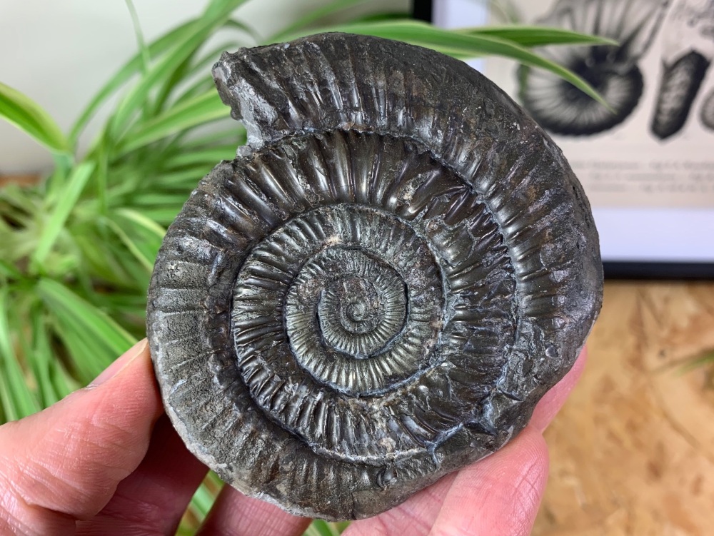 Dactylioceras commune Ammonite - 8cm #07