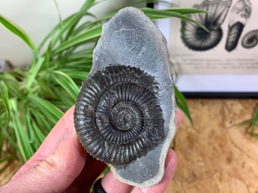Dactylioceras commune Ammonite - 5cm #08