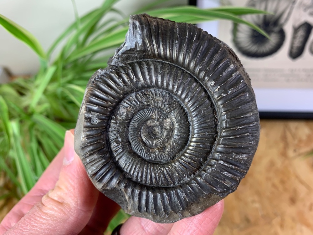 Dactylioceras commune Ammonite - 7.5cm #09