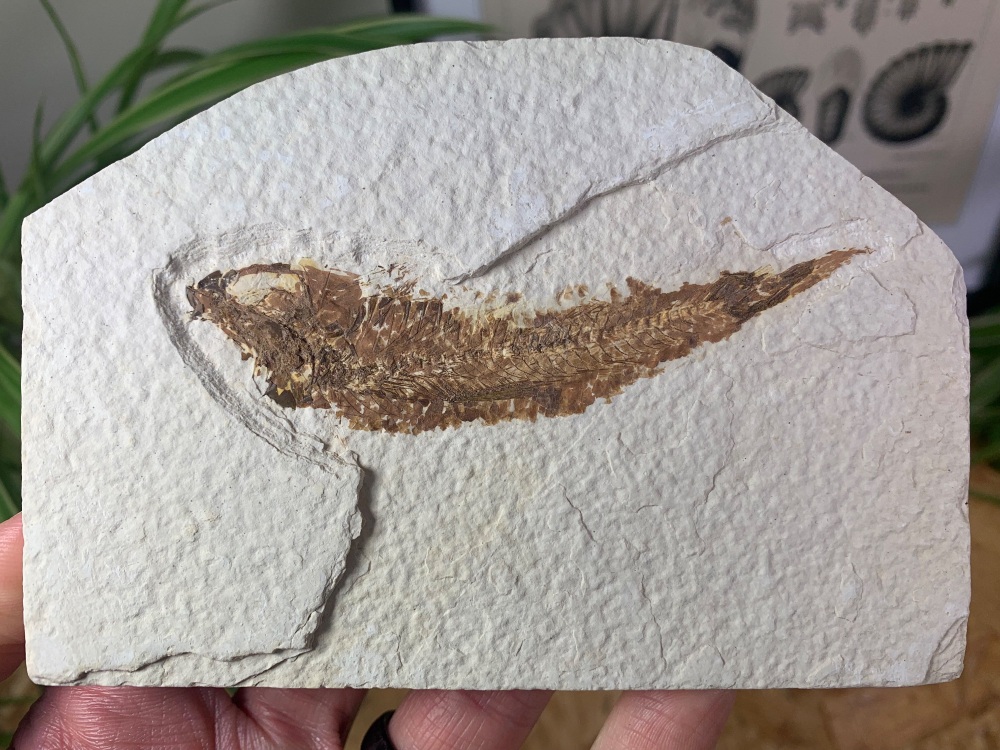 Fossil Fish, Green River Formation #02