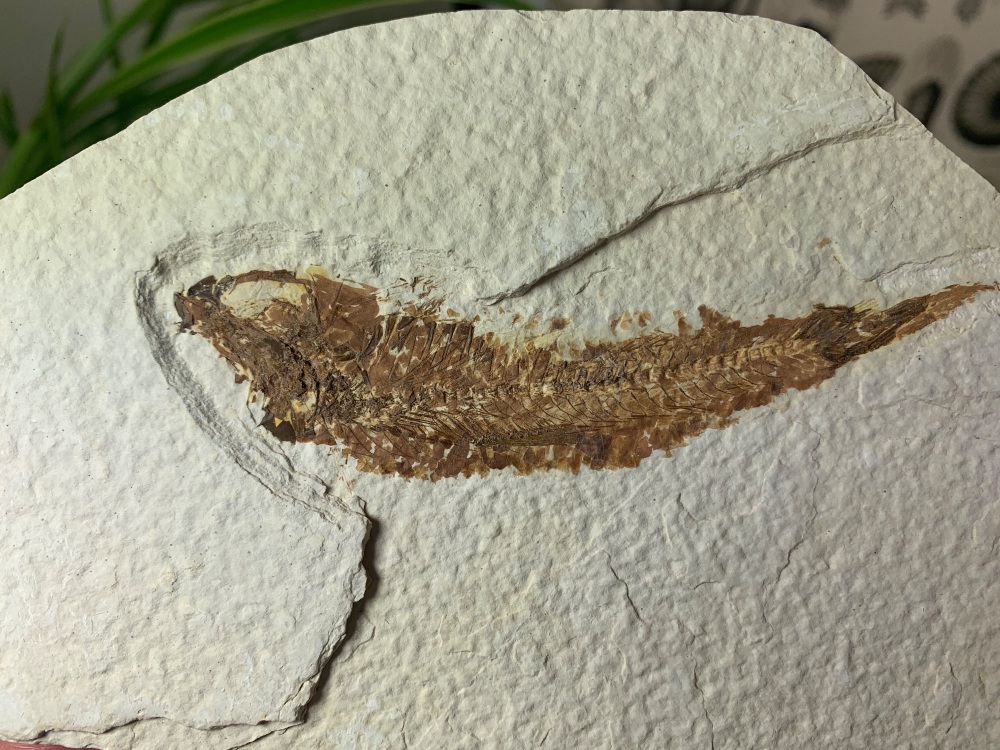 Fossil Fish, Green River Formation #02