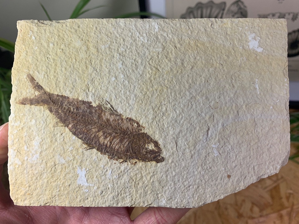 Fossil Fish, Green River Formation #03