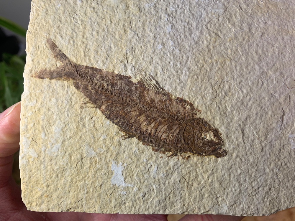Fossil Fish, Green River Formation #03