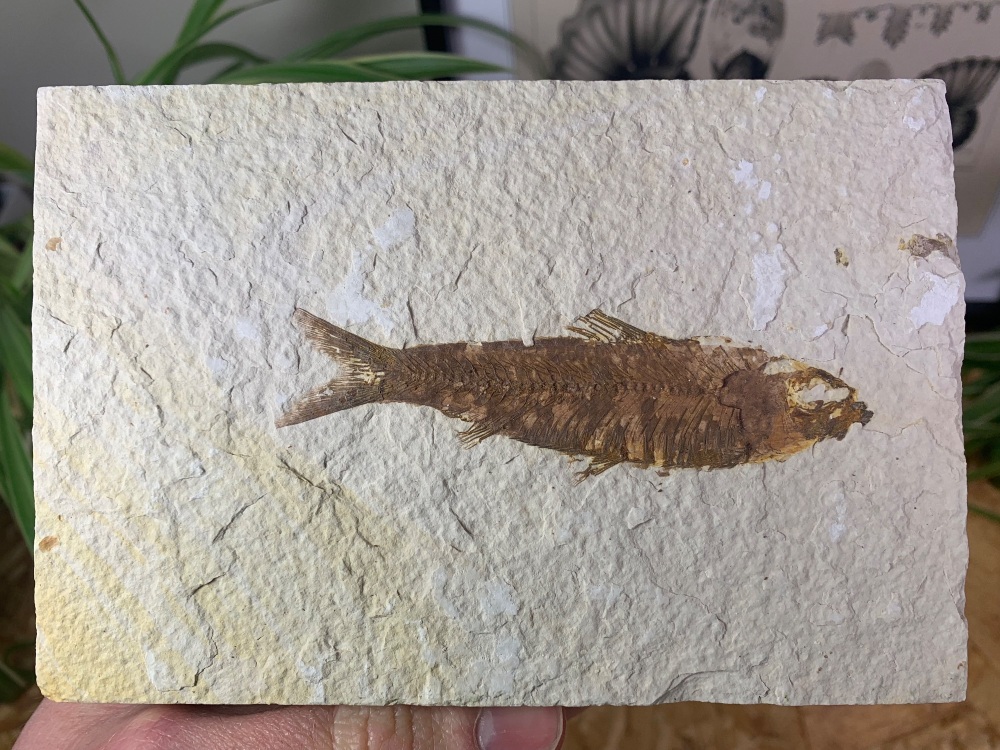 Fossil Fish, Green River Formation #04