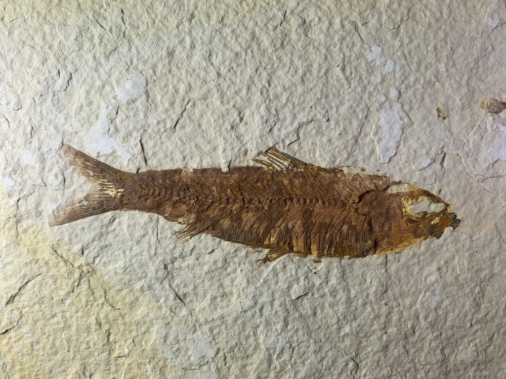 Fossil Fish, Green River Formation #04