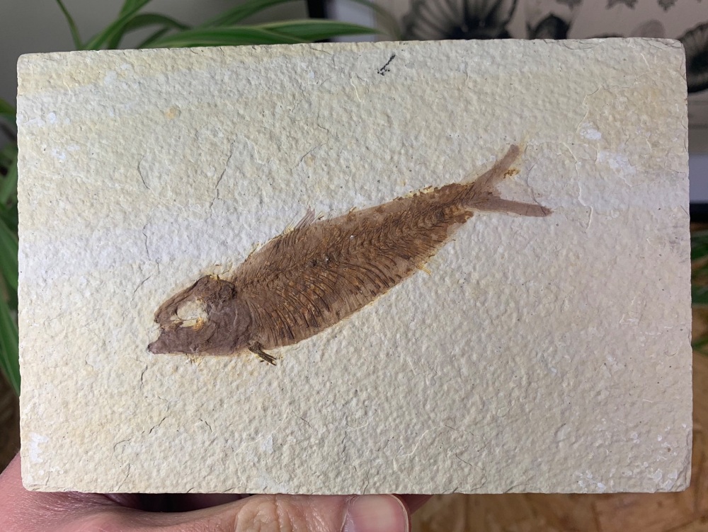 Fossil Fish, Green River Formation #05