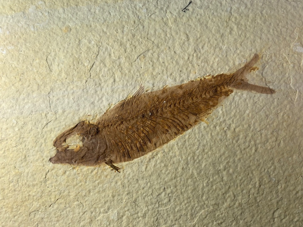 Fossil Fish, Green River Formation #05