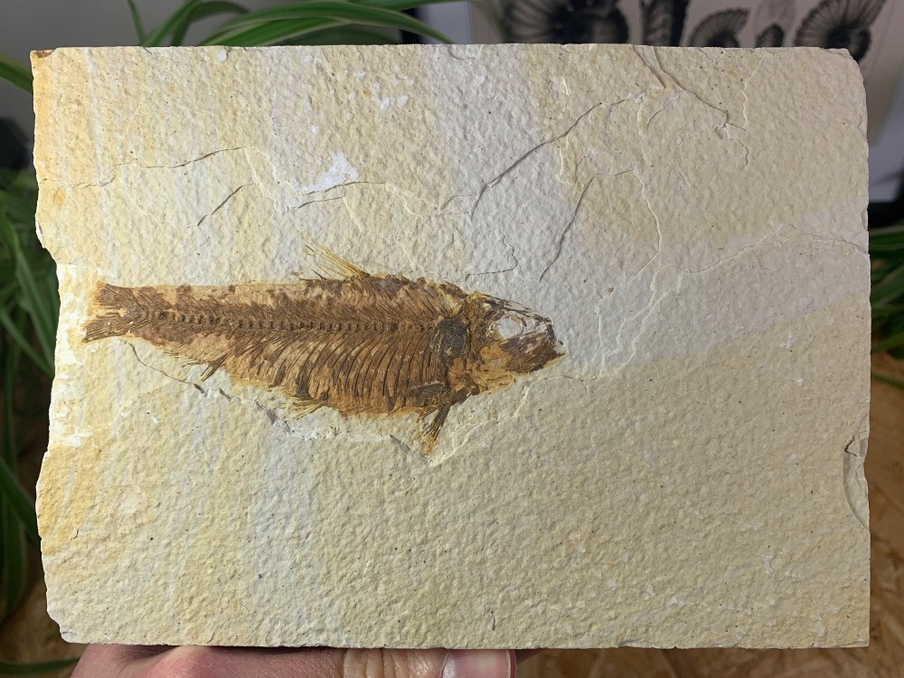 Fossil Fish, Green River Formation #06