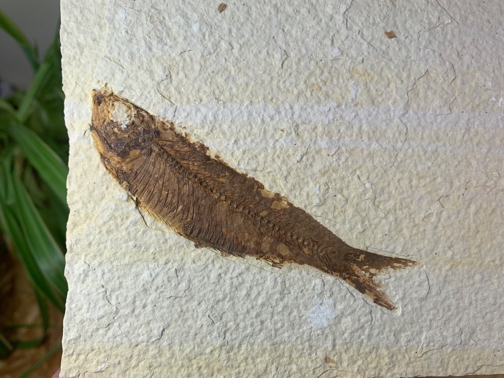 Fossil Fish, Green River Formation #08