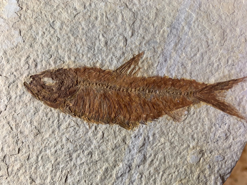 Fossil Fish, Green River Formation #09
