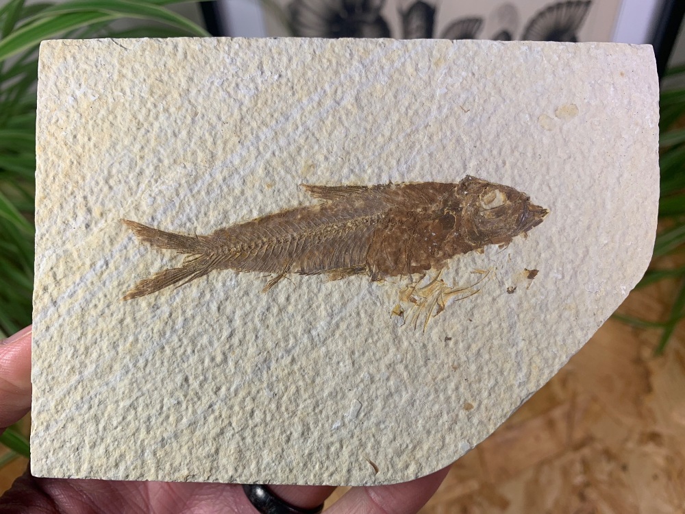 Fossil Fish, Green River Formation #10