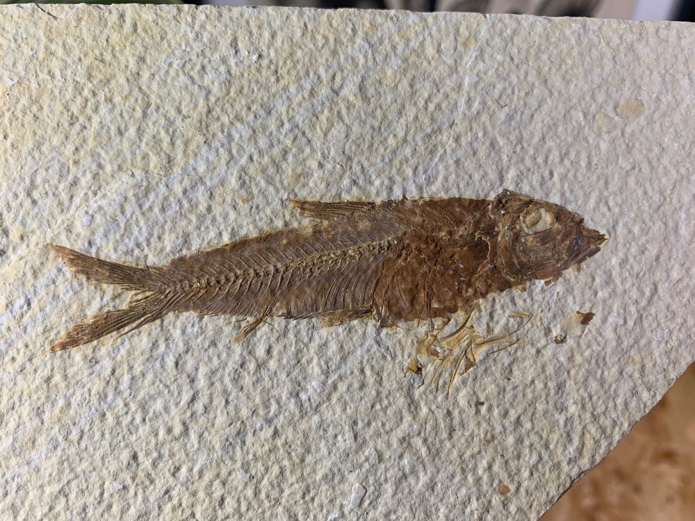 Fossil Fish, Green River Formation #10