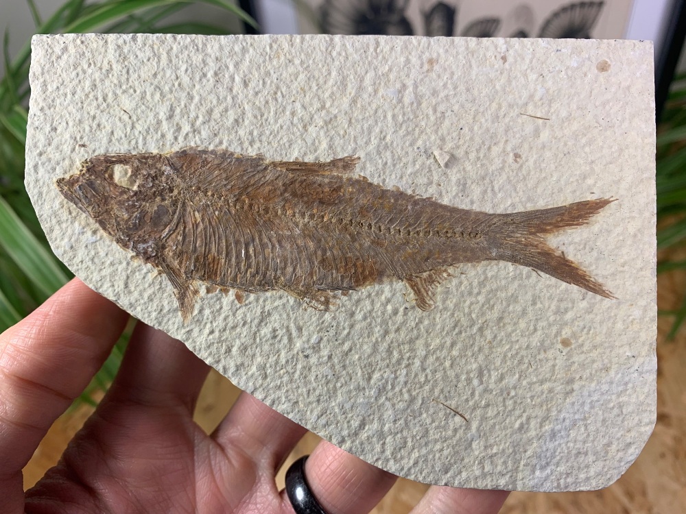 Fossil Fish, Green River Formation #12