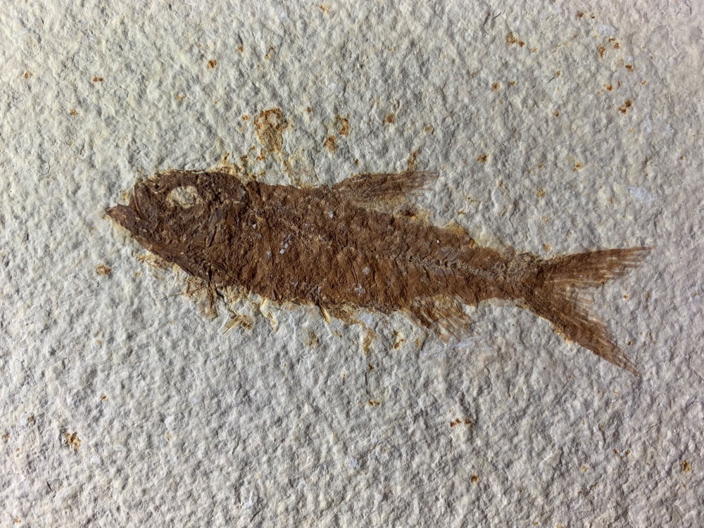 Fossil Fish, Green River Formation #13