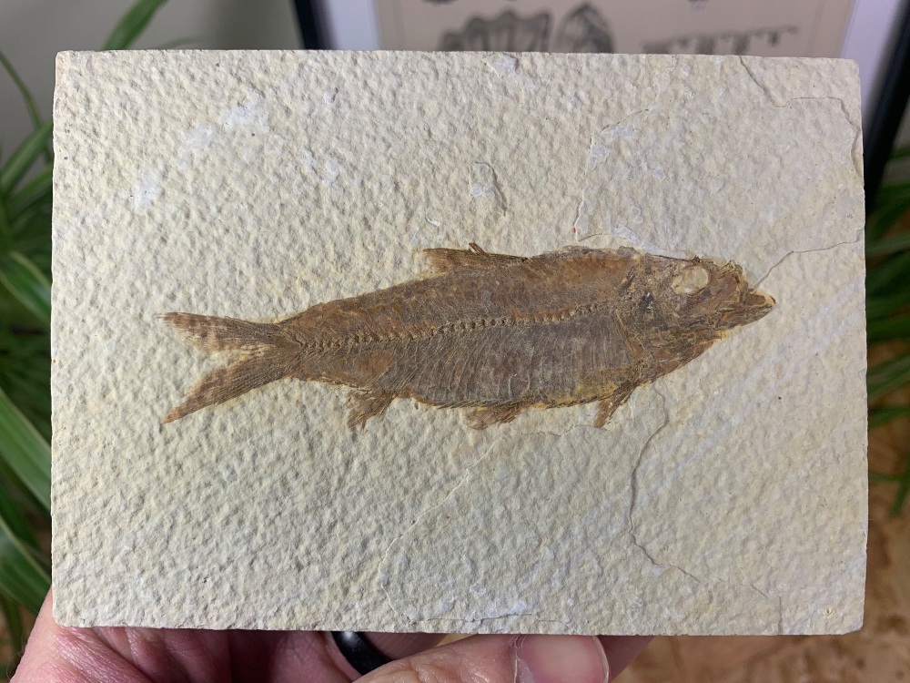 Fossil Fish, Green River Formation #14