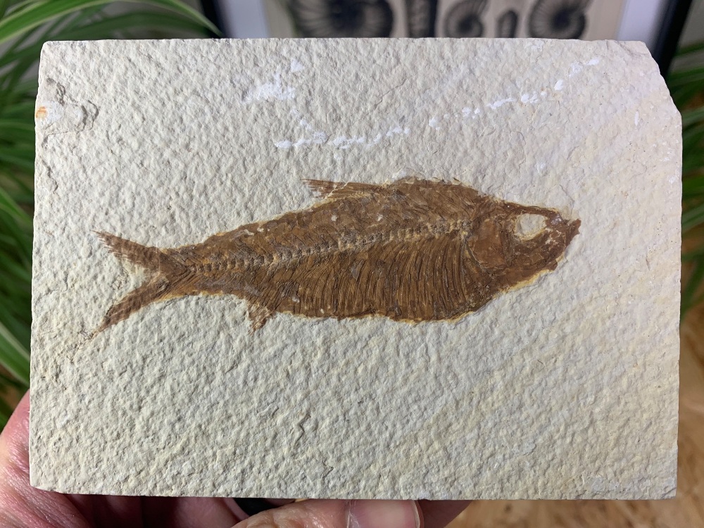 Fossil Fish, Green River Formation #15