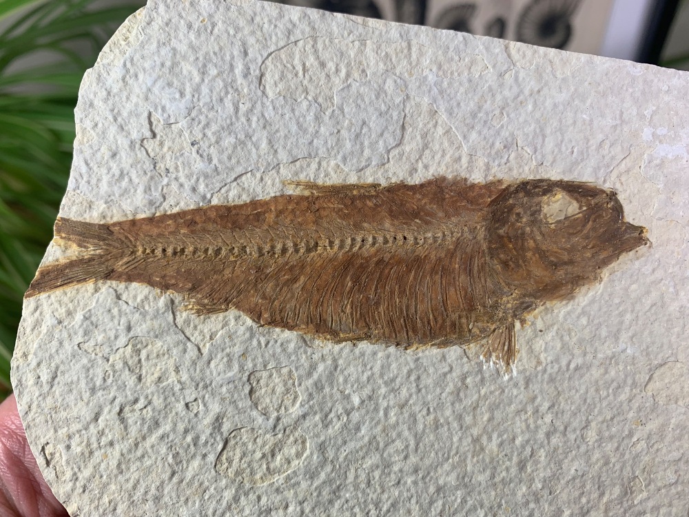 Fossil Fish, Green River Formation #16