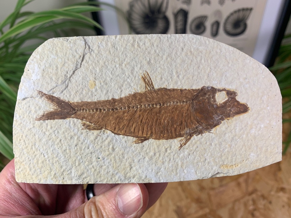 Fossil Fish, Green River Formation #17